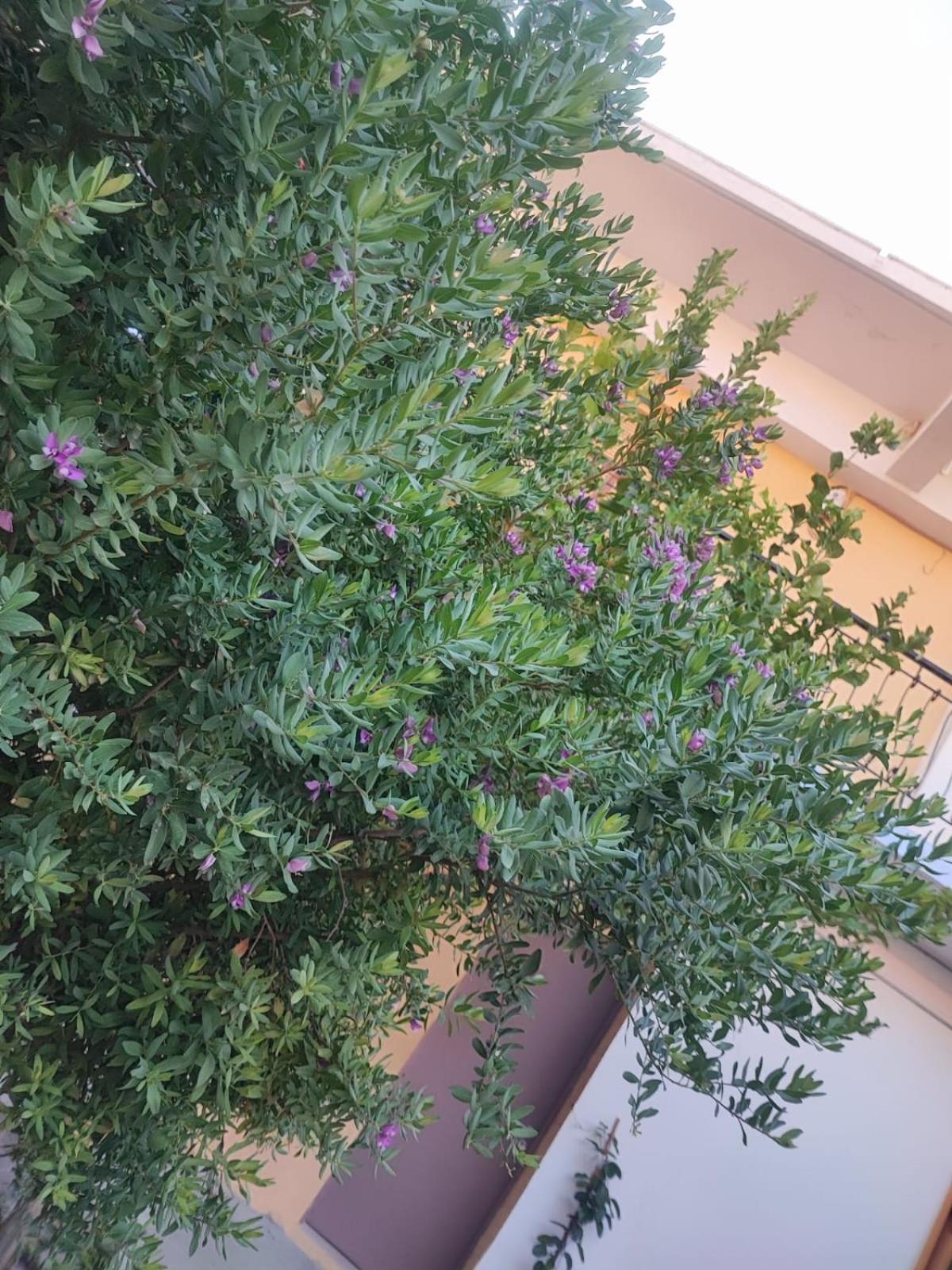 Apartamento Myrtia Symi Exterior foto